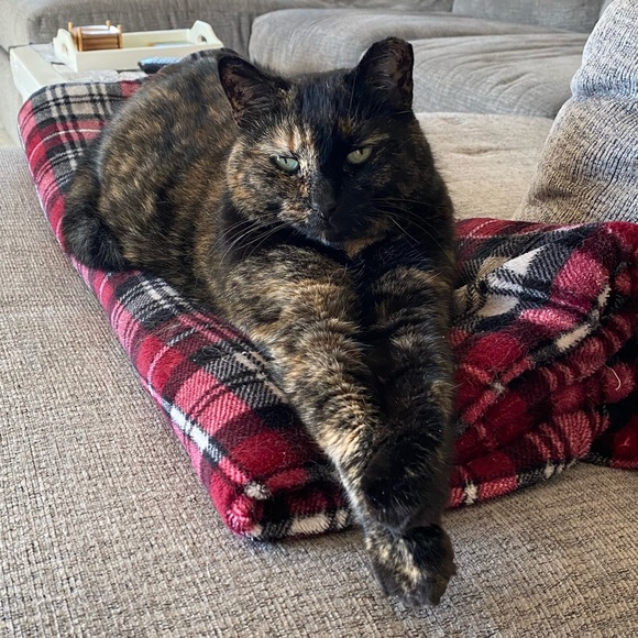 Meet your Posher, Sara - Picture 2 of 9